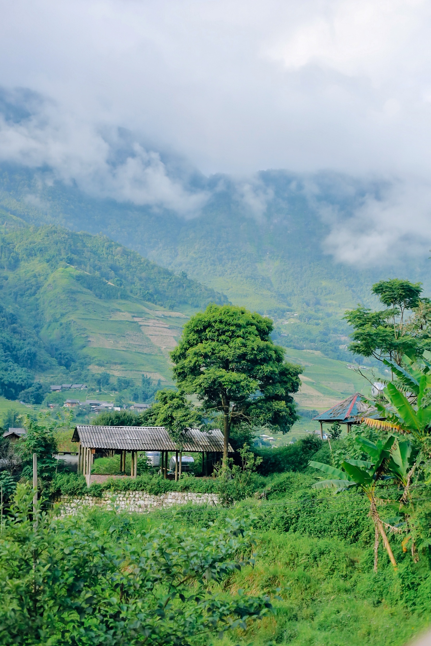 m&ugrave;a l&uacute;a xanh,  Tả Van ảnh 17