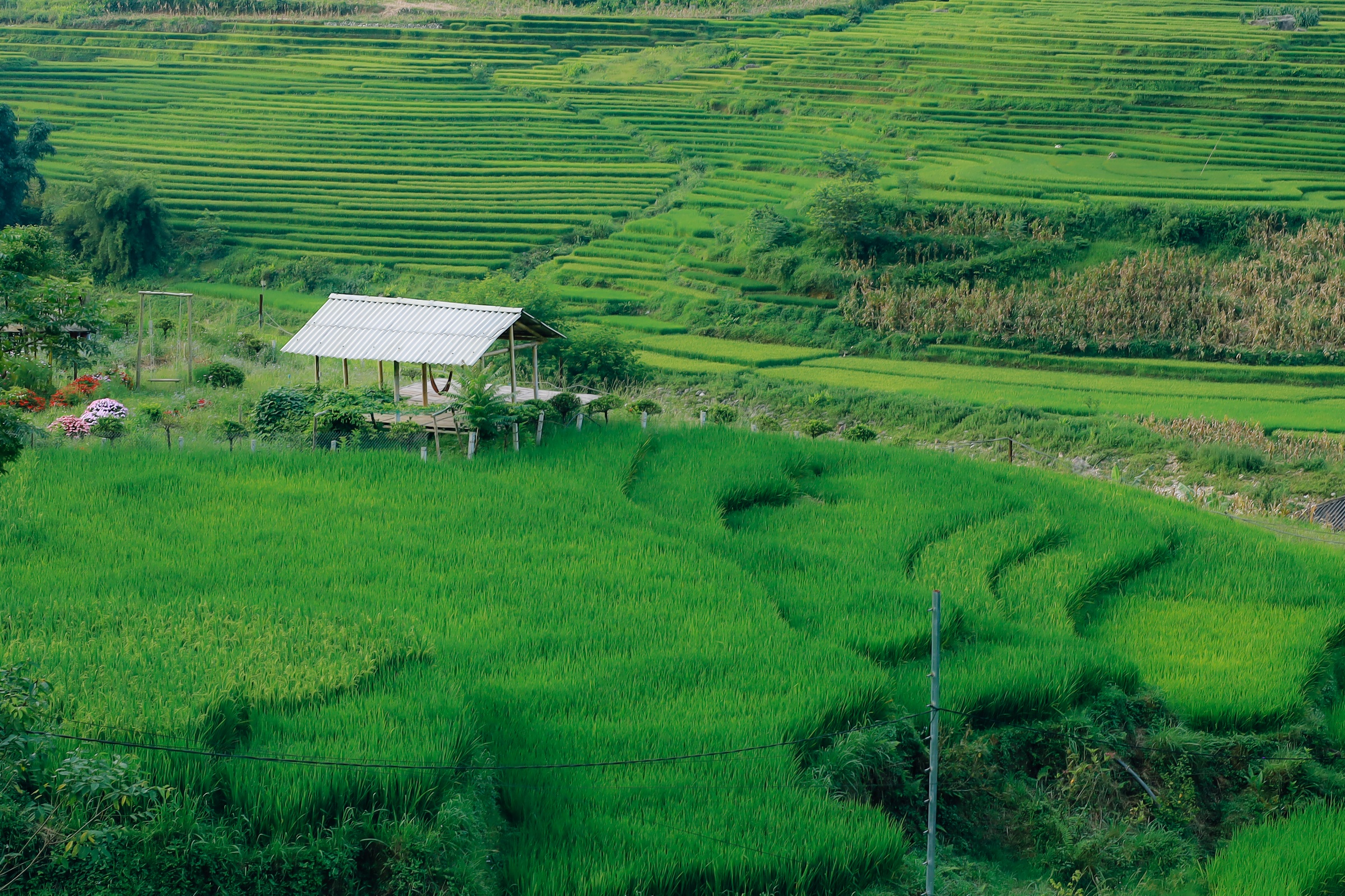 m&ugrave;a l&uacute;a xanh,  Tả Van ảnh 13