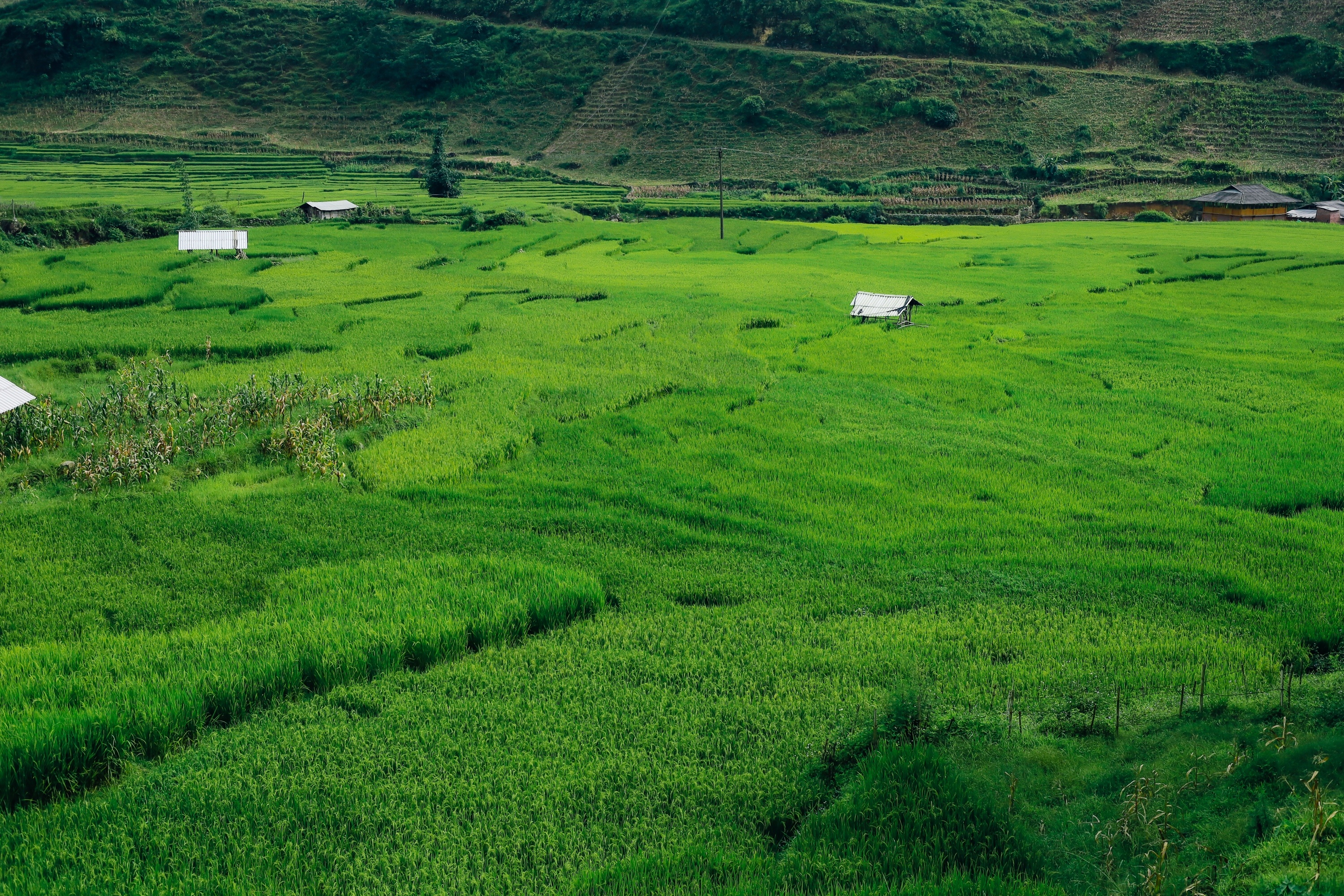 m&ugrave;a l&uacute;a xanh,  Tả Van ảnh 2