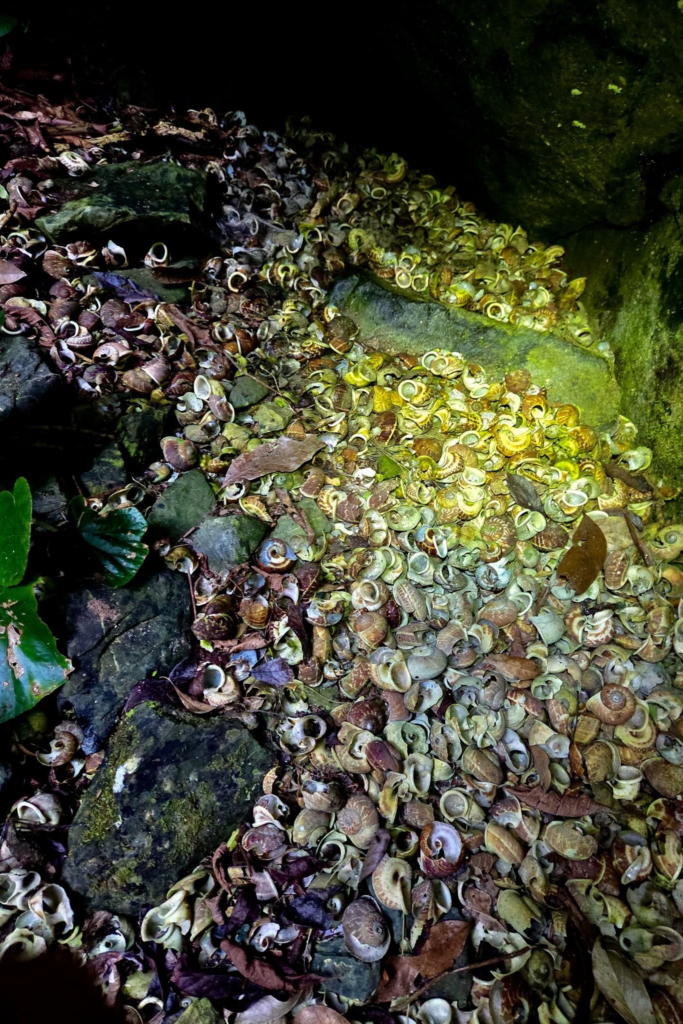 hố sụt,  Phong Nha Kẻ B&agrave;ng ảnh 4