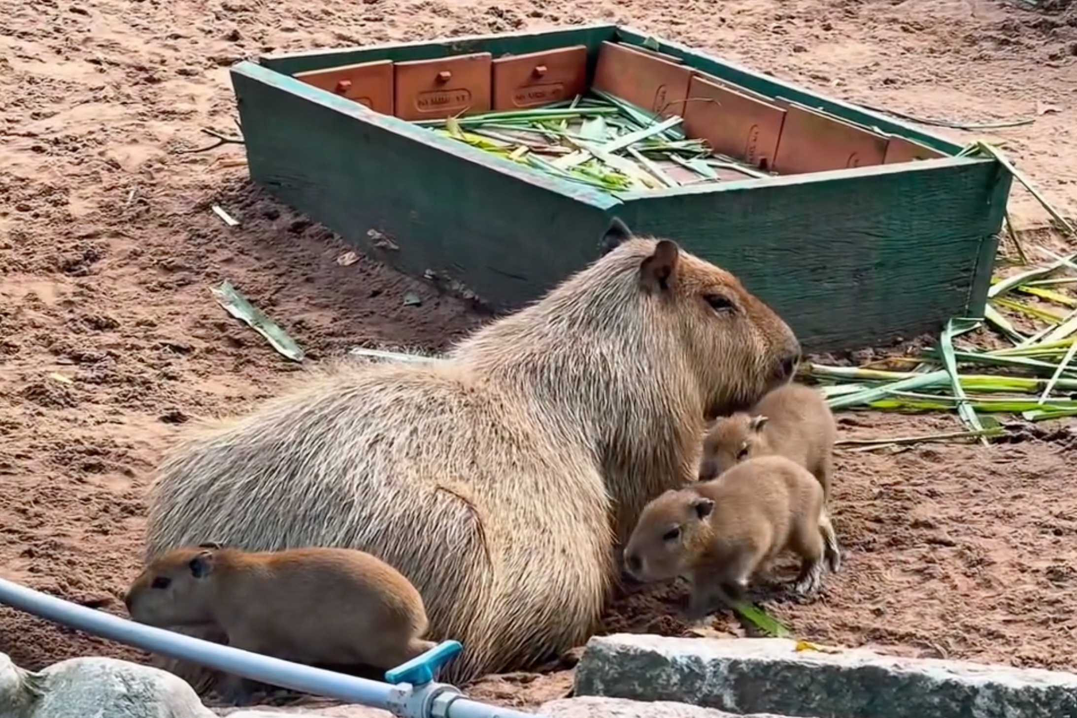 Thảo Cầm Vi&ecirc;n,  capybara ảnh 2