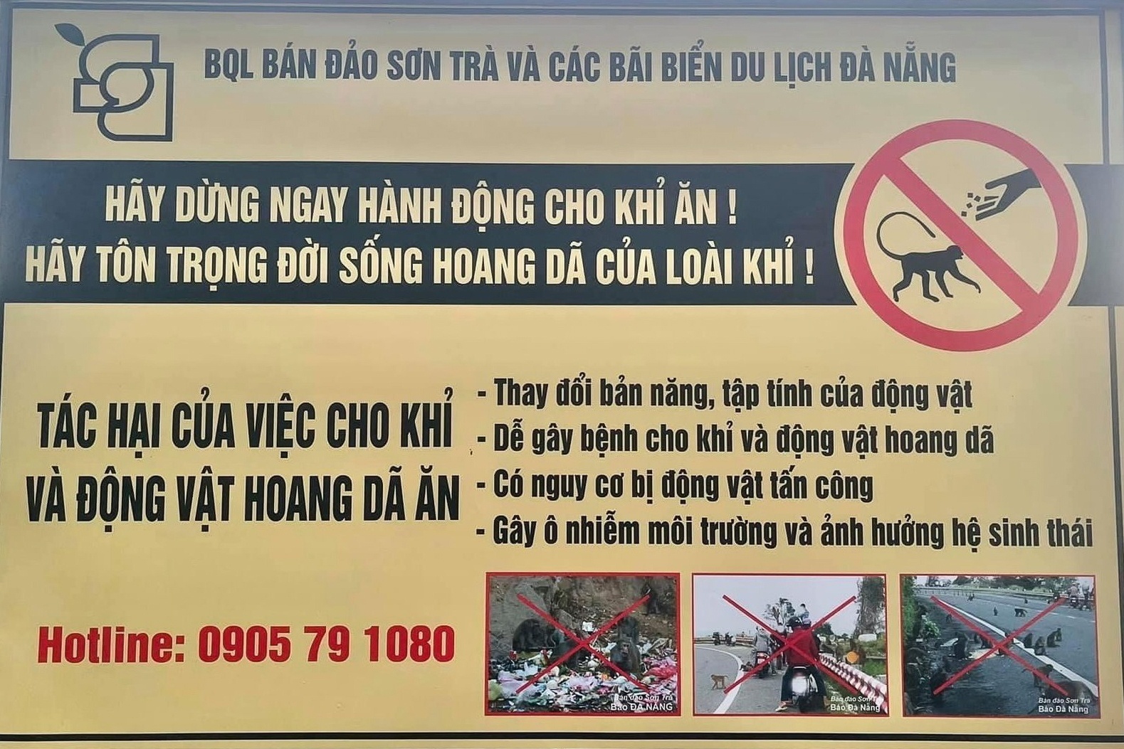 khỉ,  Sơn Tr&agrave; ảnh 6