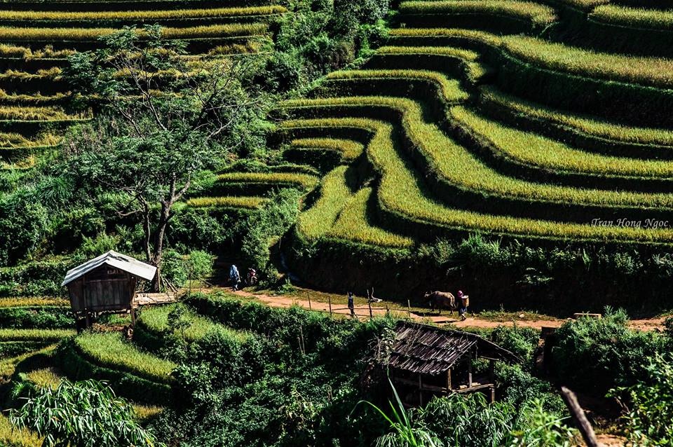 Mù Cang Chải mùa lúa chín ảnh 8 Mu Cang Chai mua lua chin anh 8