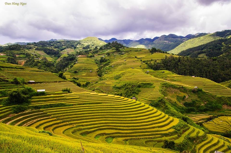 Mù Cang Chải mùa lúa chín ảnh 6 Mu Cang Chai mua lua chin anh 6