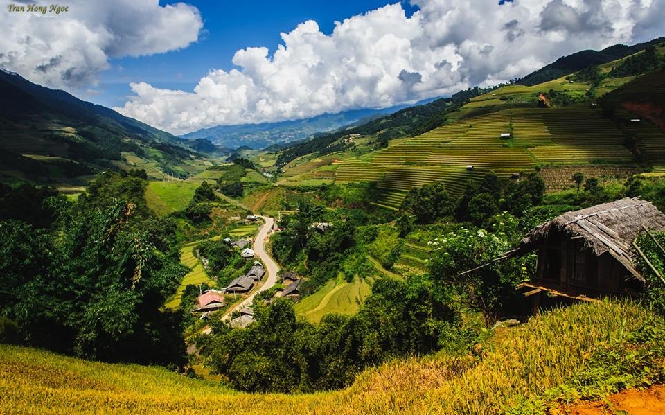 Mù Cang Chải mùa lúa chín ảnh 10 Mu Cang Chai mua lua chin anh 10