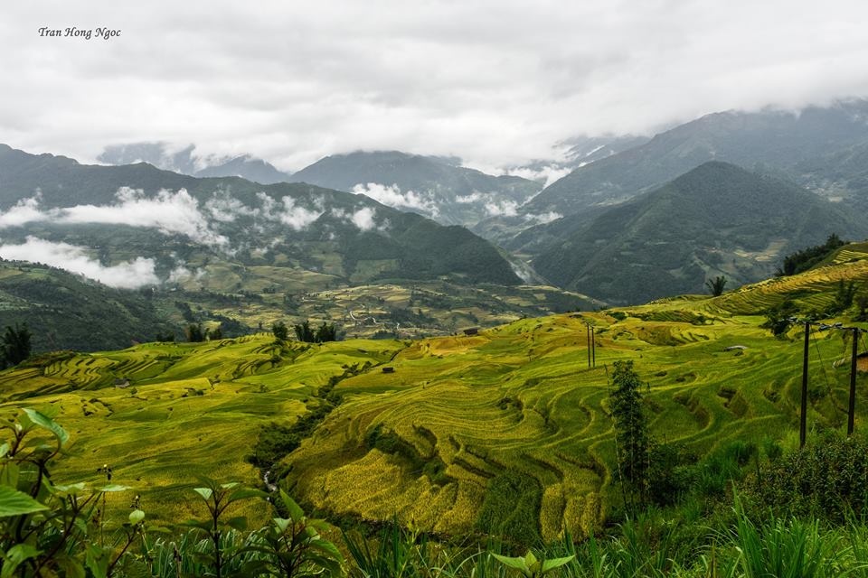 Y tý mùa lúa chín ảnh 2 Y ty mua lua chin anh 2