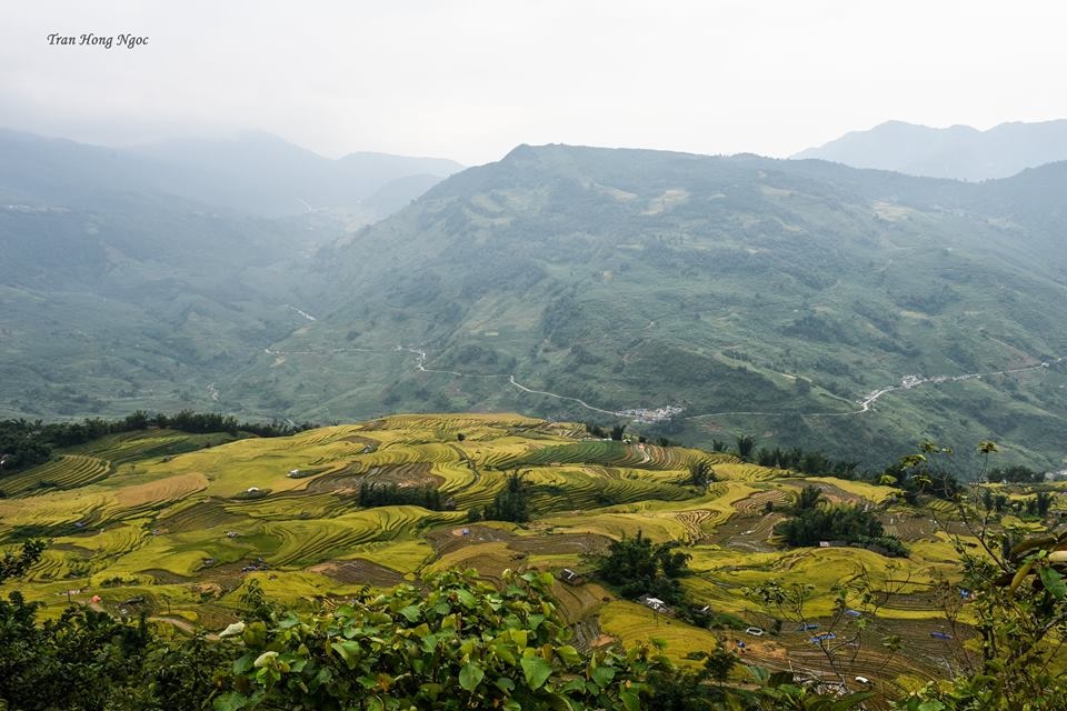 Y tý mùa lúa chín ảnh 3 Y ty mua lua chin anh 3