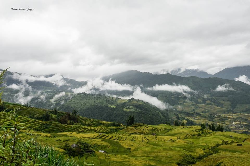Y tý mùa lúa chín ảnh 5 Y ty mua lua chin anh 5