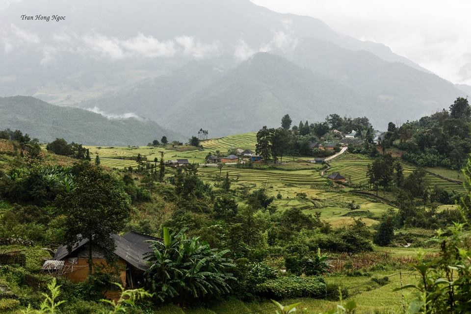 Y tý mùa lúa chín ảnh 6 Y ty mua lua chin anh 6