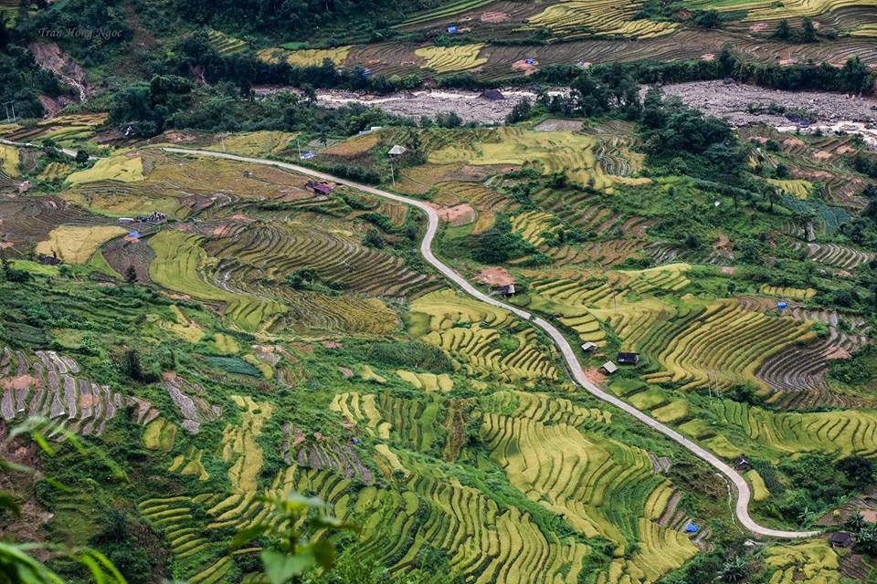 Y tý mùa lúa chín ảnh 8 Y ty mua lua chin anh 8