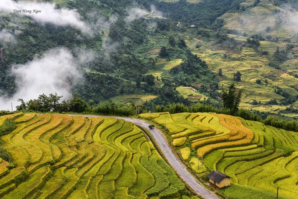 Y tý mùa lúa chín ảnh 10 Y ty mua lua chin anh 10
