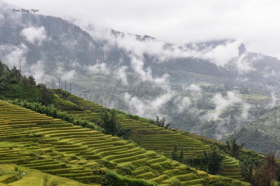 Y tý mùa lúa chín ảnh 12 Y ty mua lua chin anh 12
