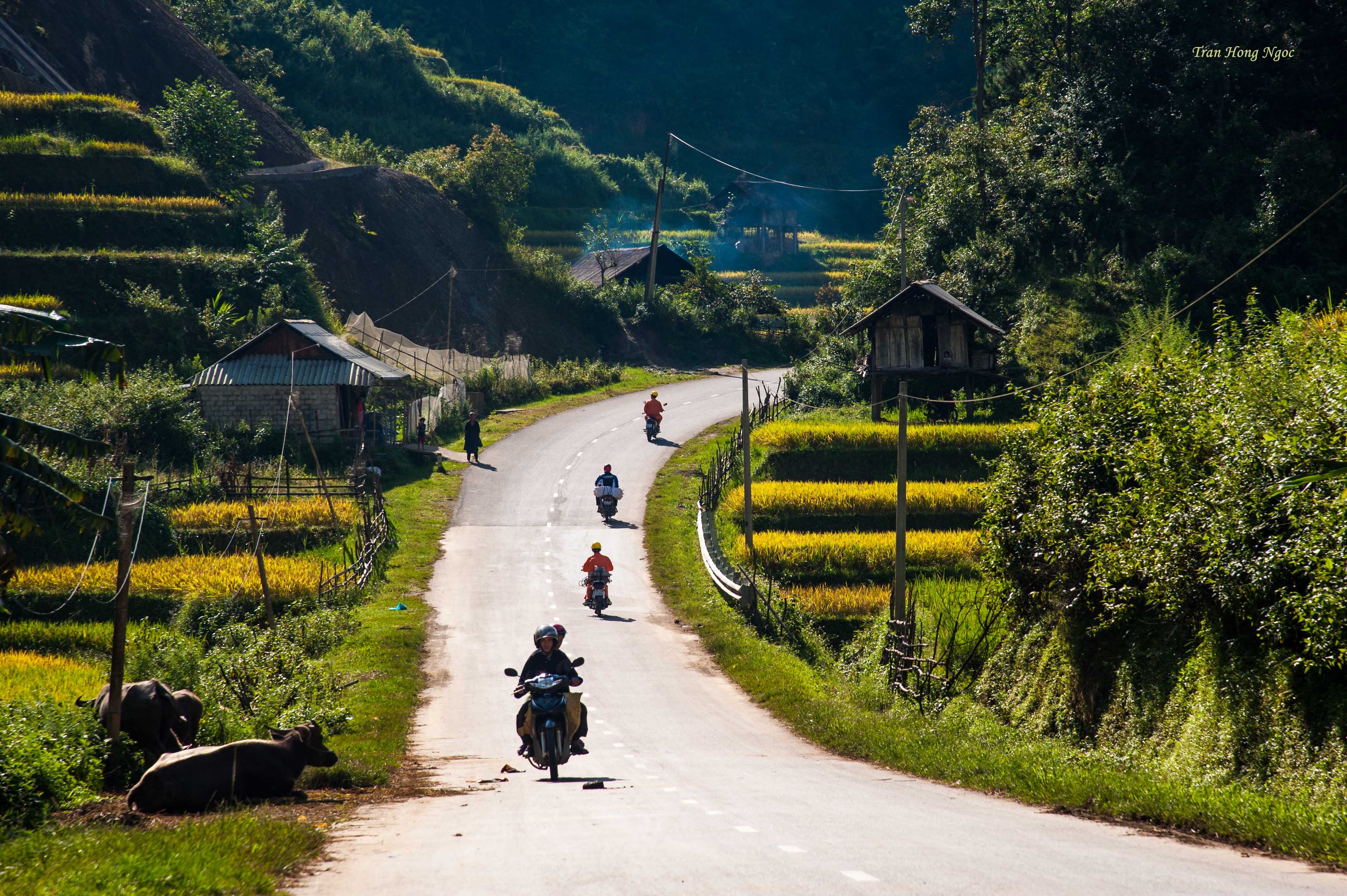 Mù Cang Chải mùa lúa chín ảnh 2 Mu Cang Chai mua lua chin anh 2