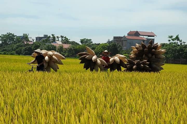 khám phá làng nghề đó Tiên Lữ ảnh 9 kham pha lang nghe do Tien Lu anh 9