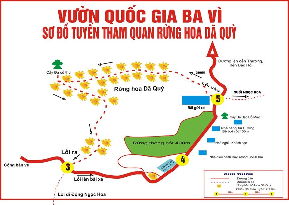 Ba Vì mùa hoa dã quỳ nở ảnh 4 Ba Vi mua hoa da quy no anh 4
