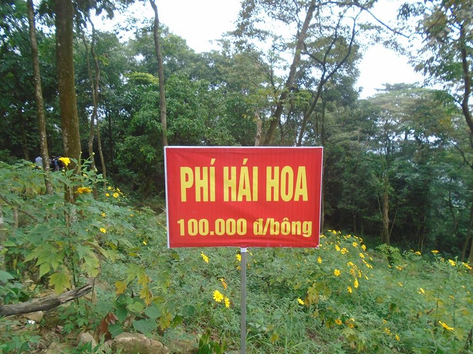 Ba Vì mùa hoa dã quỳ nở ảnh 3 Ba Vi mua hoa da quy no anh 3