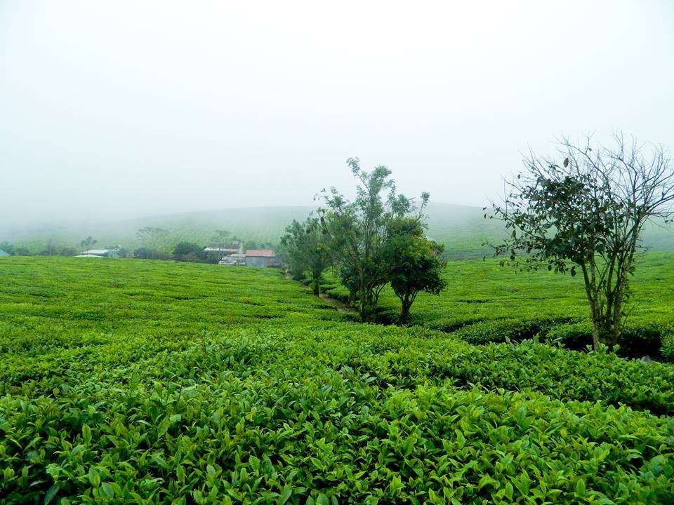 Du lịch Mộc Châu ảnh 9 Du lich Moc Chau anh 9