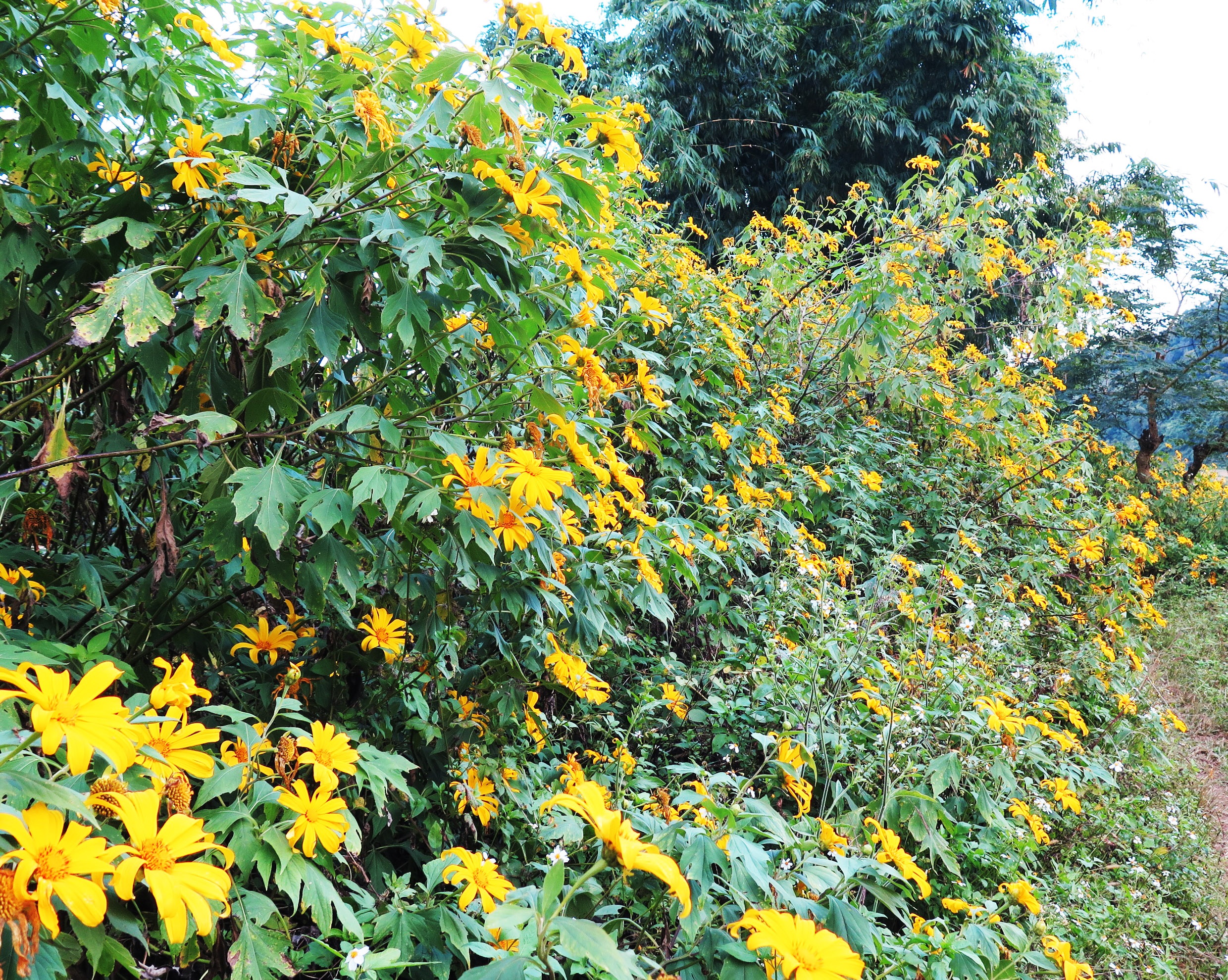 Hoa da quy o Tay Bac anh 8