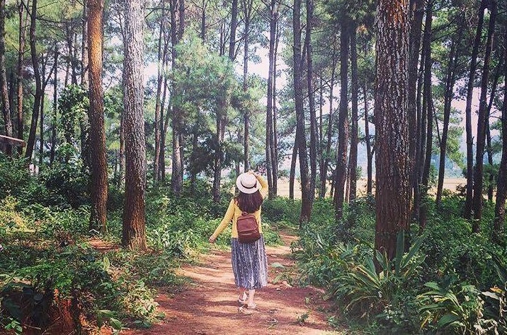 Rung thong ban Ang huu tinh nhu Da Lat o Tay Bac hinh anh