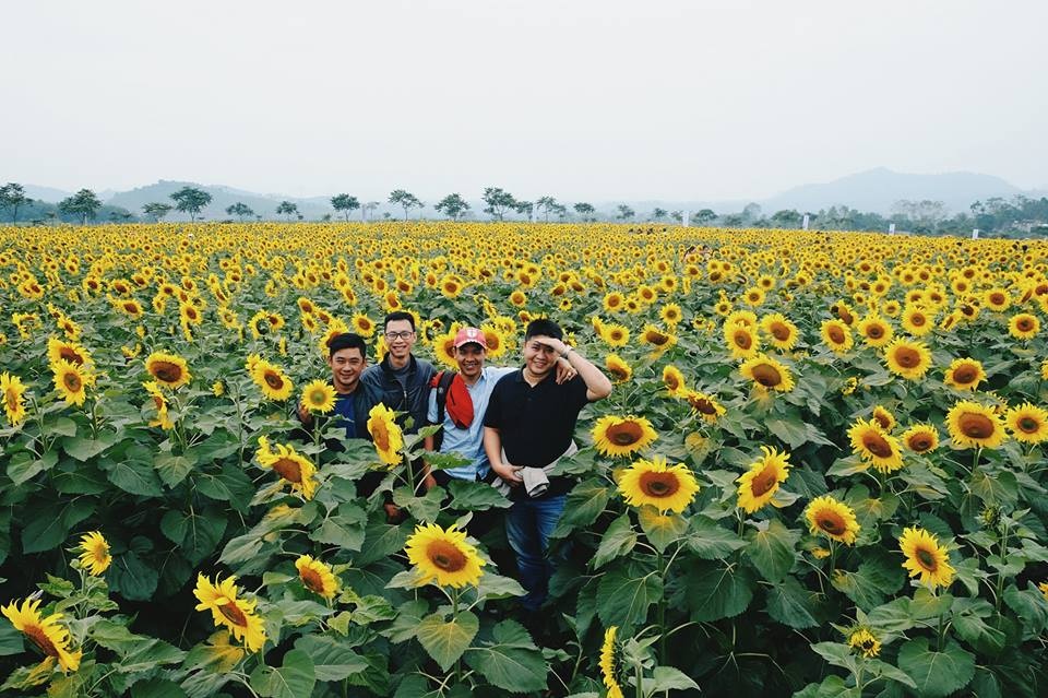 cánh đồng hoa hướng dương ảnh 3 canh dong hoa huong duong anh 3