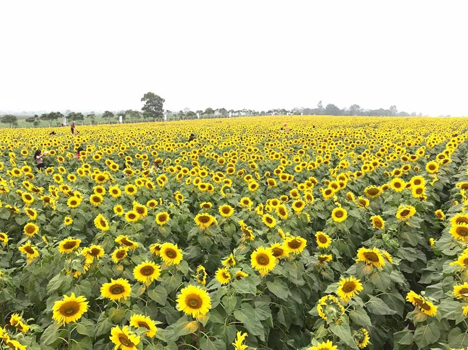 cánh đồng hoa hướng dương ảnh 6 canh dong hoa huong duong anh 6