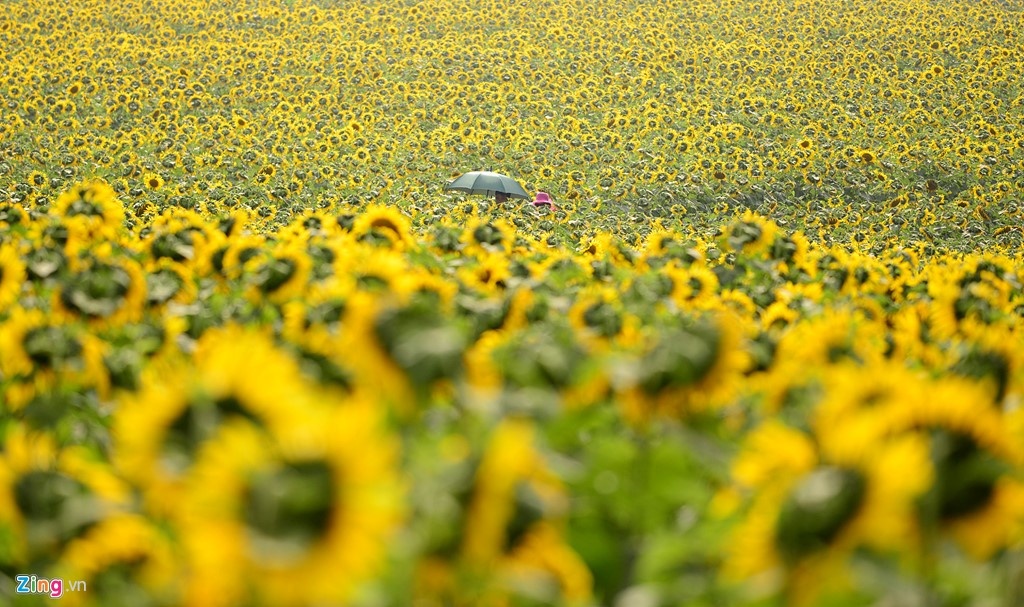 Diem den hap dan anh 3