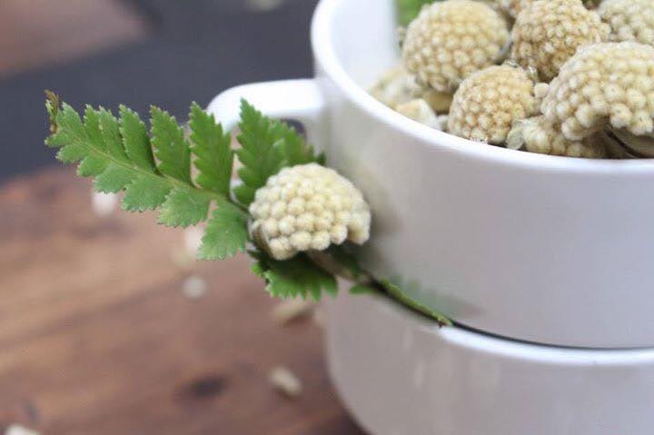 Cac loai tra hoa anh 13