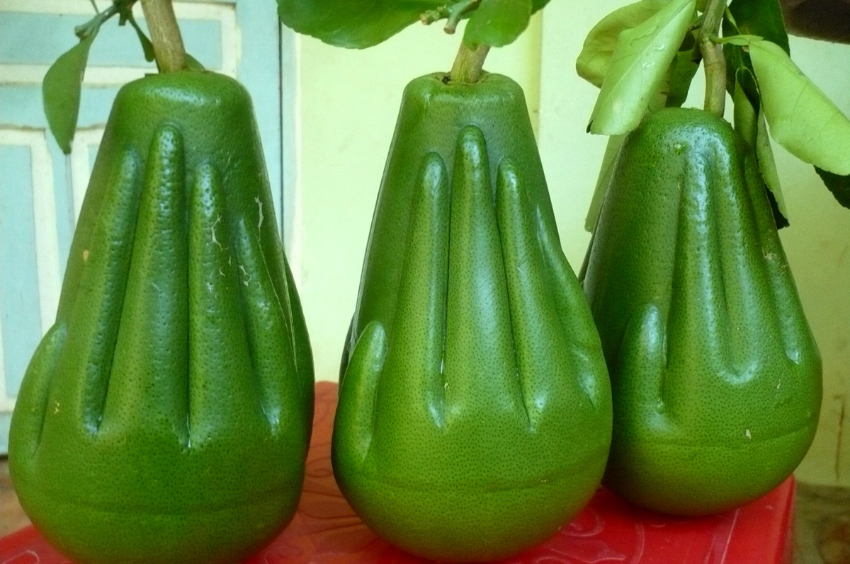 Mam ngu qua ngay Tet anh 2