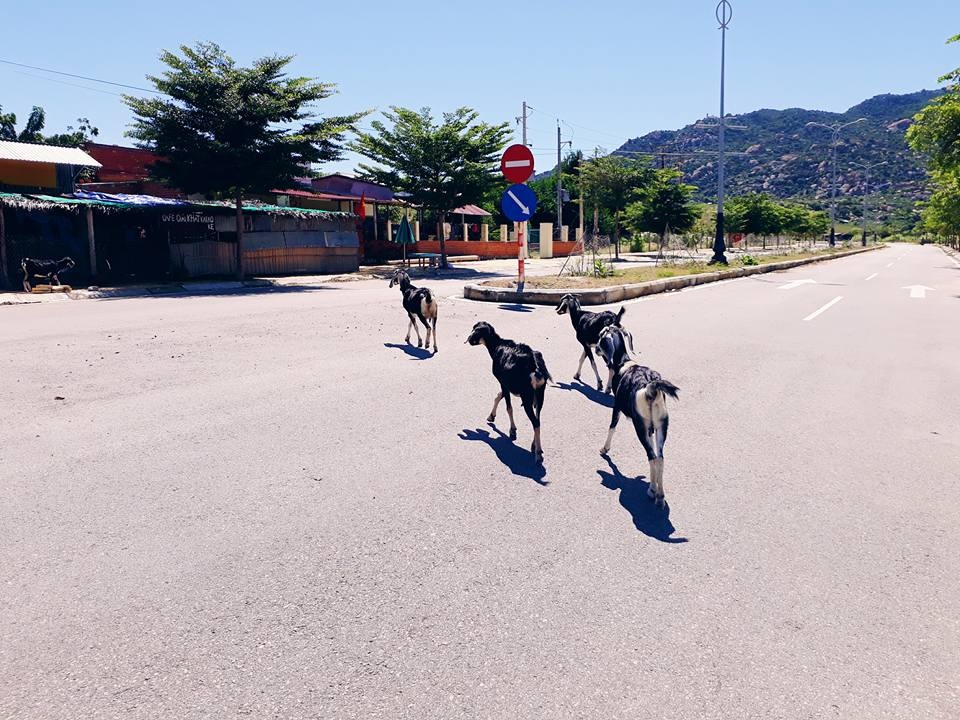 Du lịch Ninh Thuận ảnh 1 Du lich Ninh Thuan anh 1