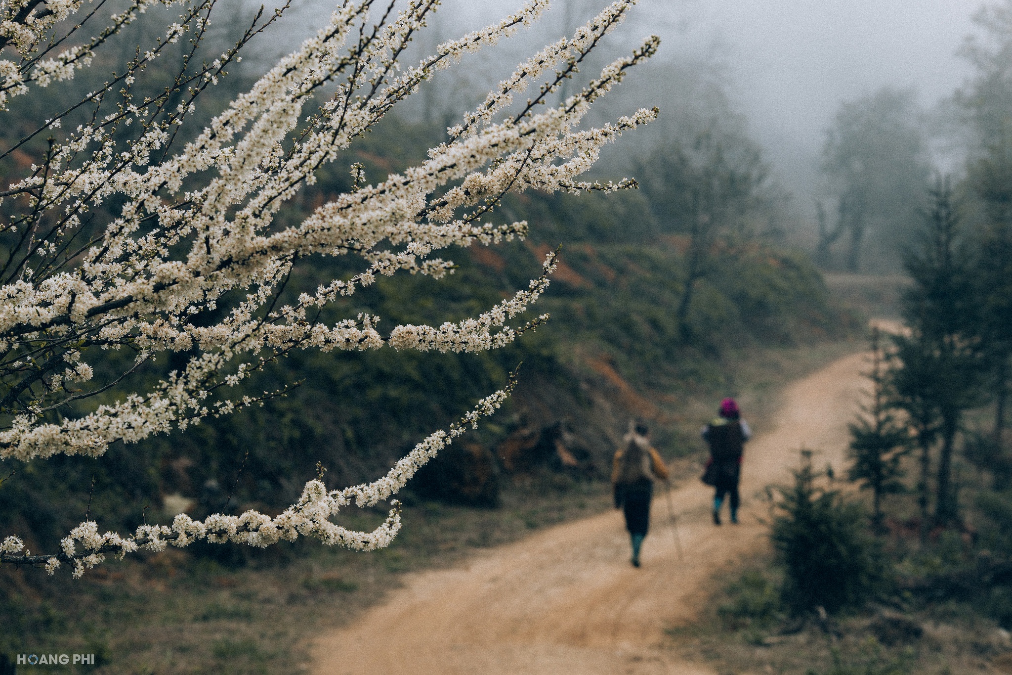 Săn mây ở Y Tý ảnh 2 San may o Y Ty anh 2