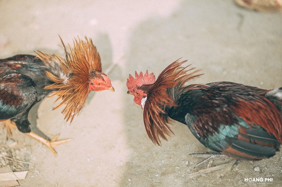 Du lịch Lào Cai ảnh 19 Du lich Lao Cai anh 19