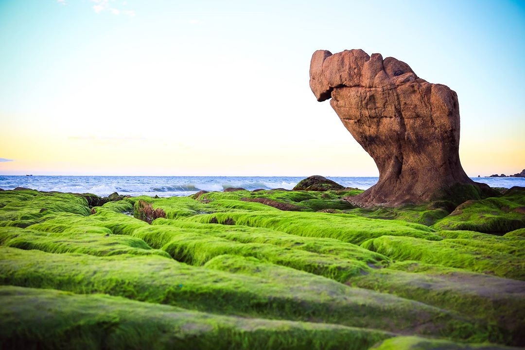 Cam trai tren bo bien mua reu nhuom xanh bien Co Thach hinh anh