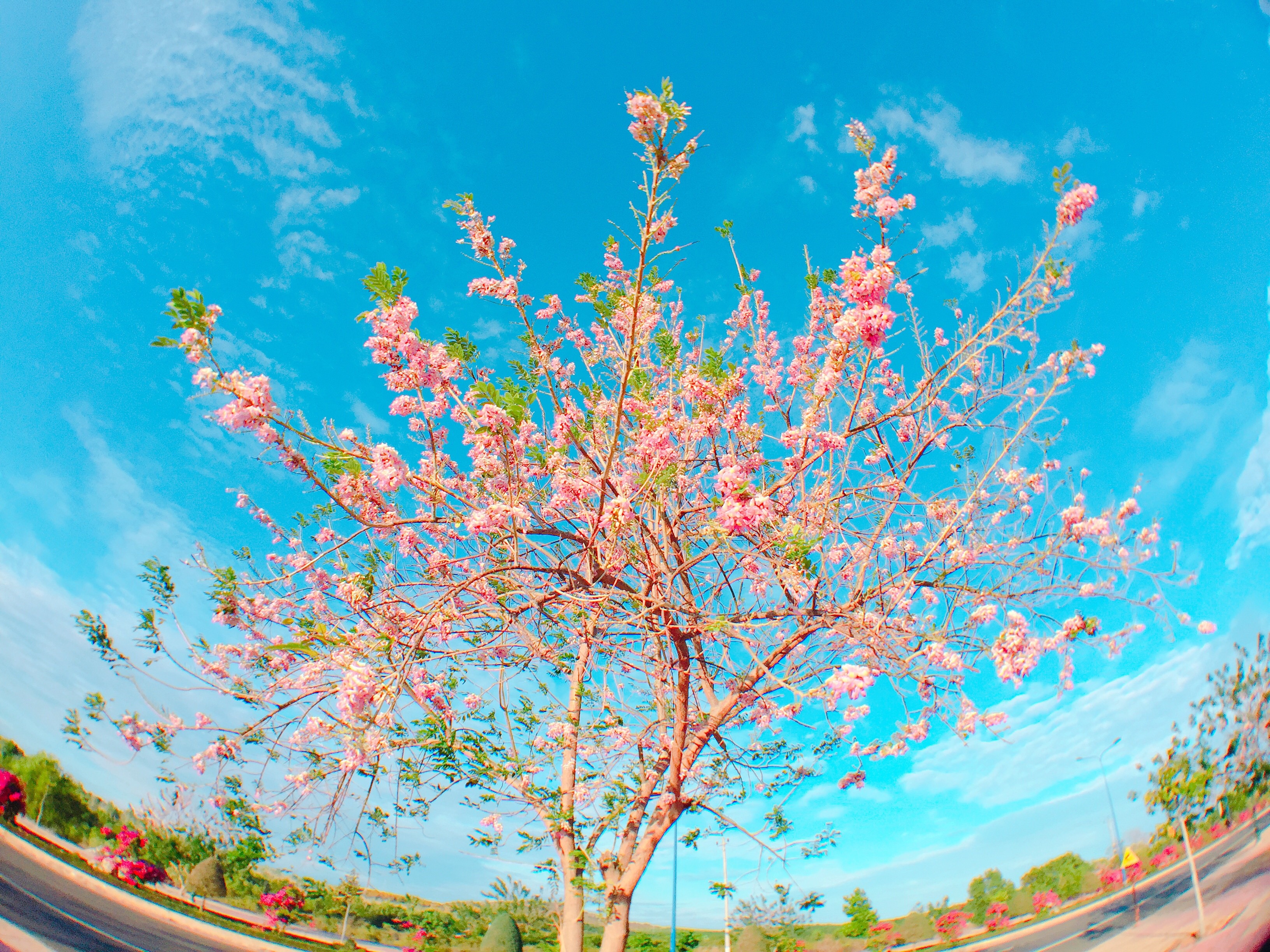 Hoa do mai khoe sac anh 2