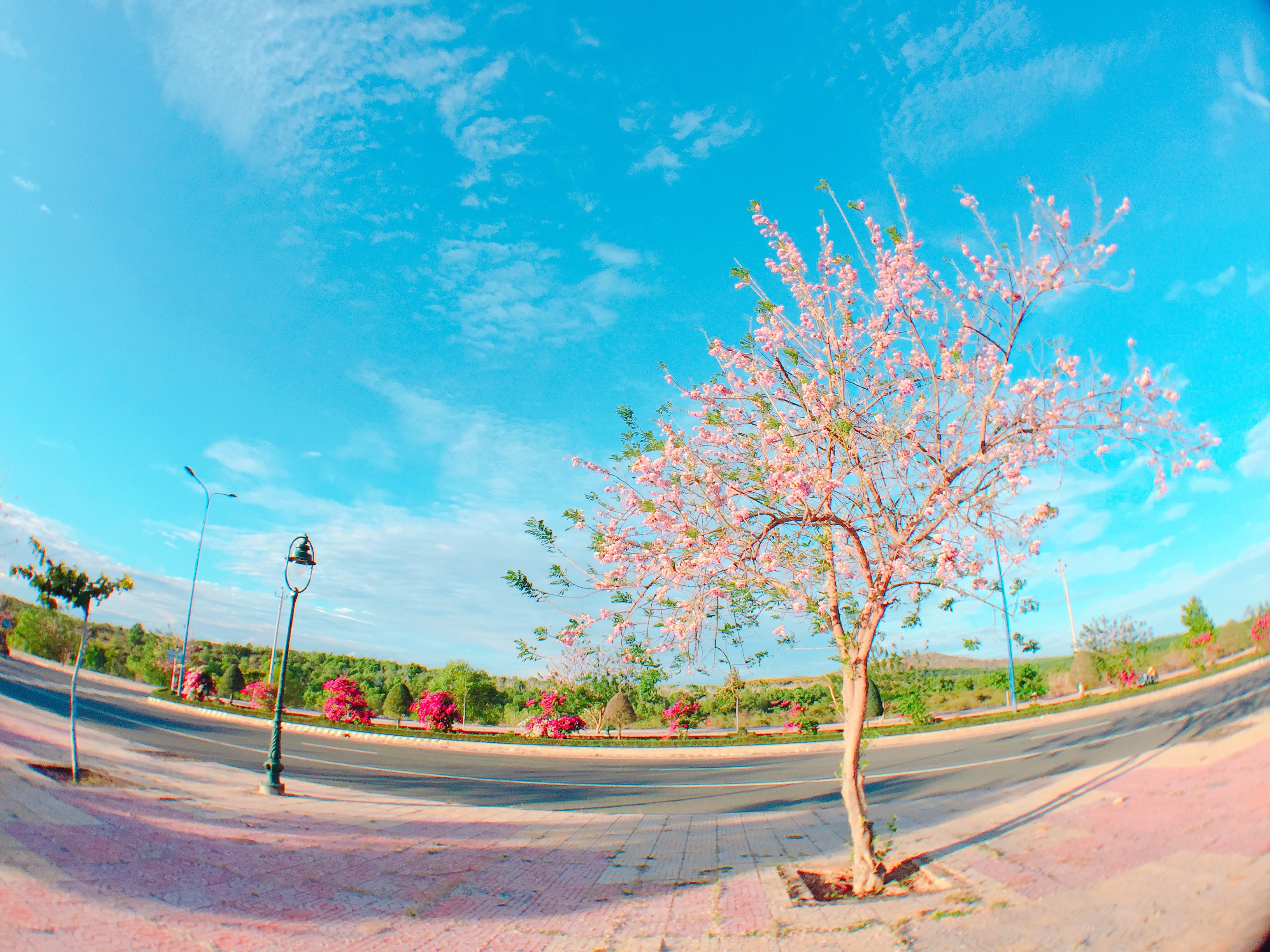 Hoa do mai khoe sac anh 3