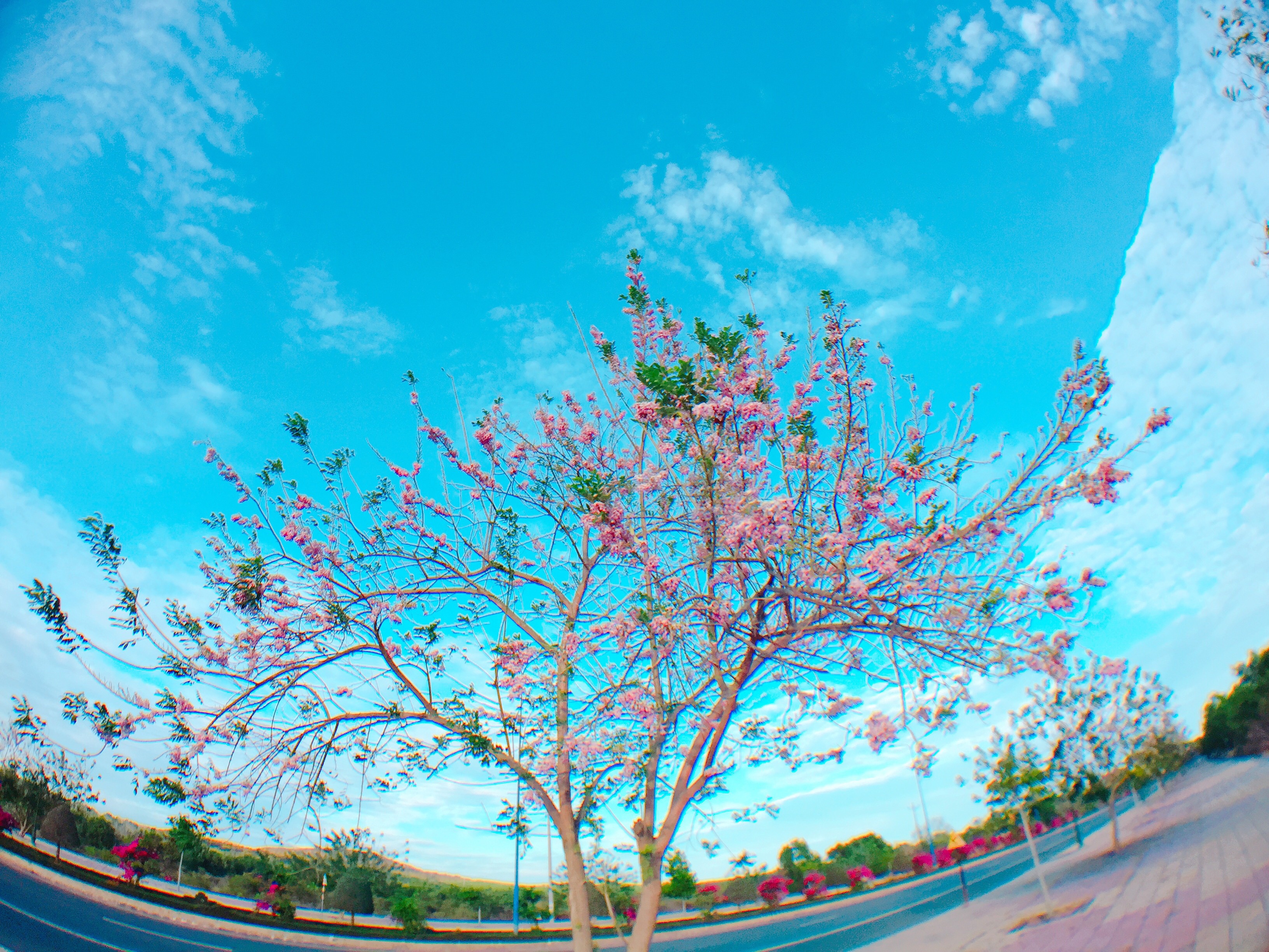 Con duong do mai tuyet dep ven bien Phan Thiet hinh anh