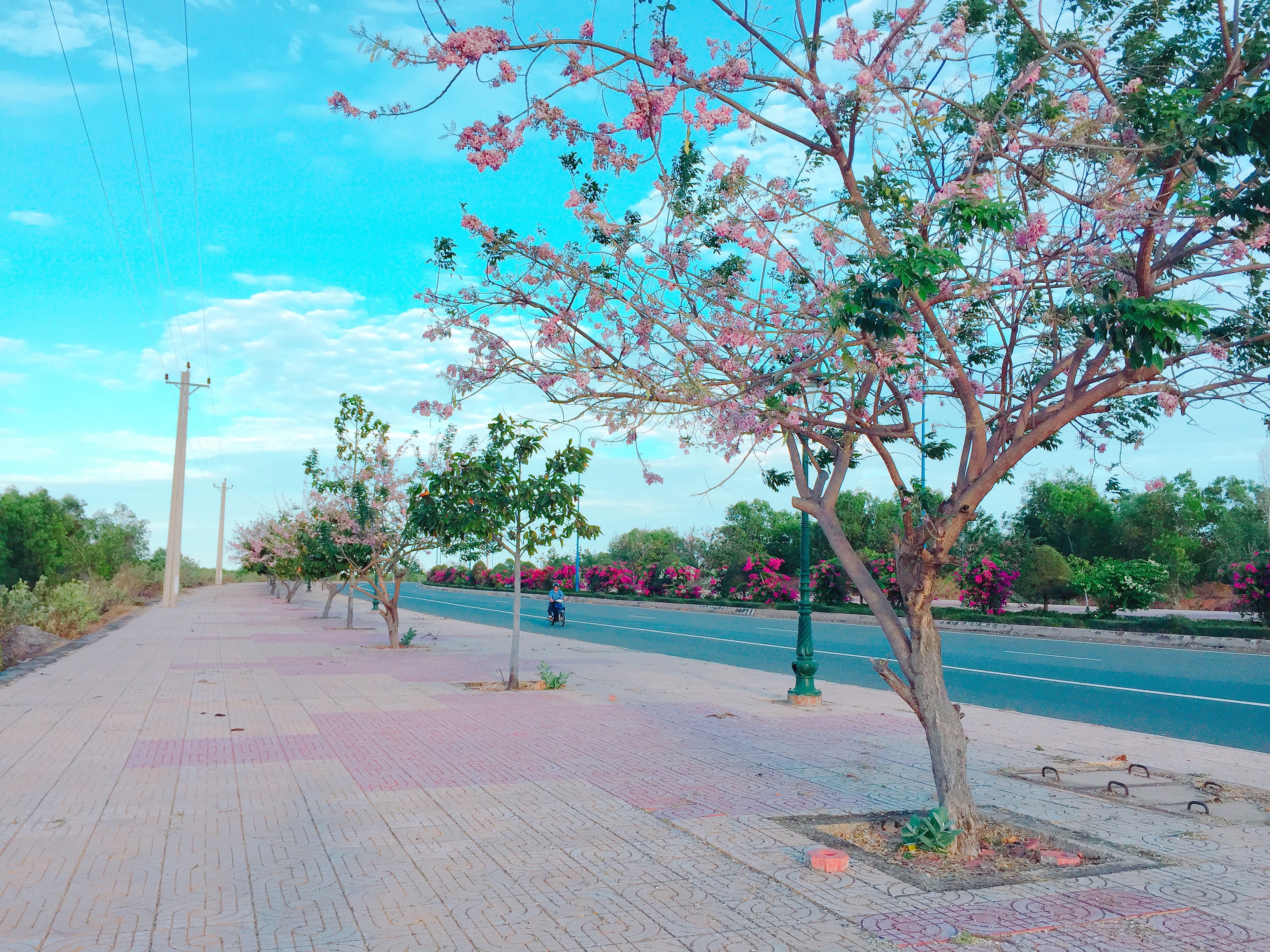 Hoa do mai khoe sac anh 7