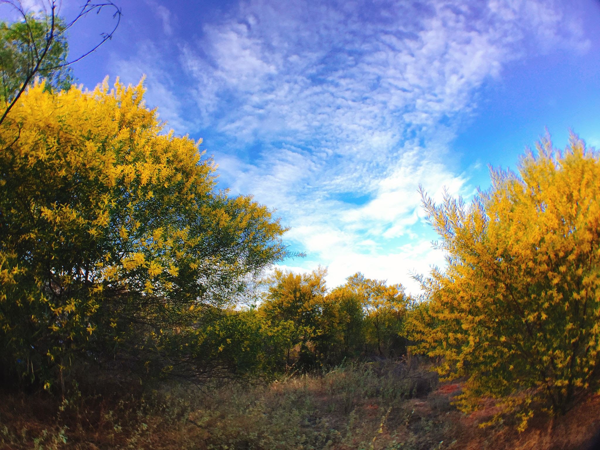 Hoa do mai khoe sac anh 9