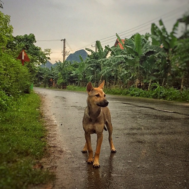 Viet Nam qua lang kinh Jordan Vogt-Roberts anh 8