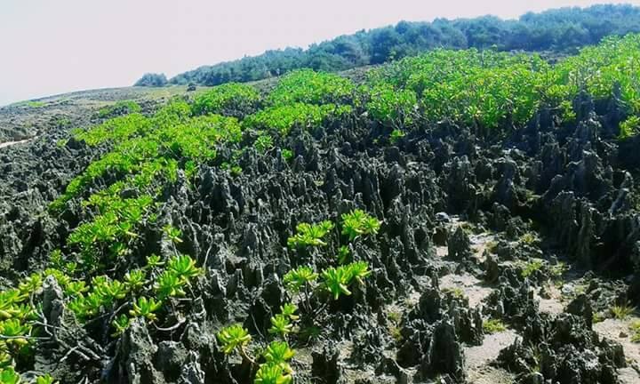 Hòn Đỏ - Ninh Thuận ảnh 8 Hon Do - Ninh Thuan anh 8