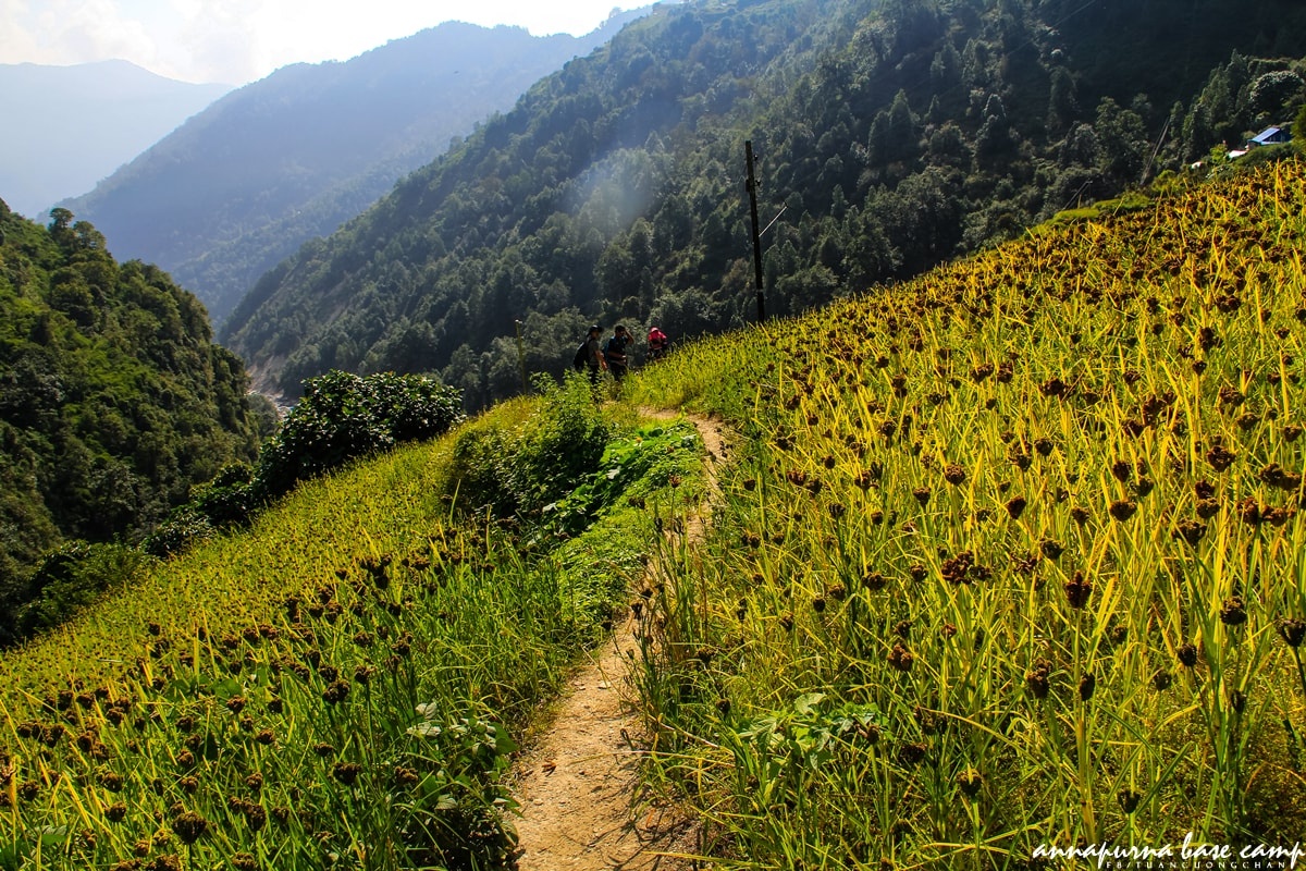 Chinh phuc Annapurna Base Camp anh 12