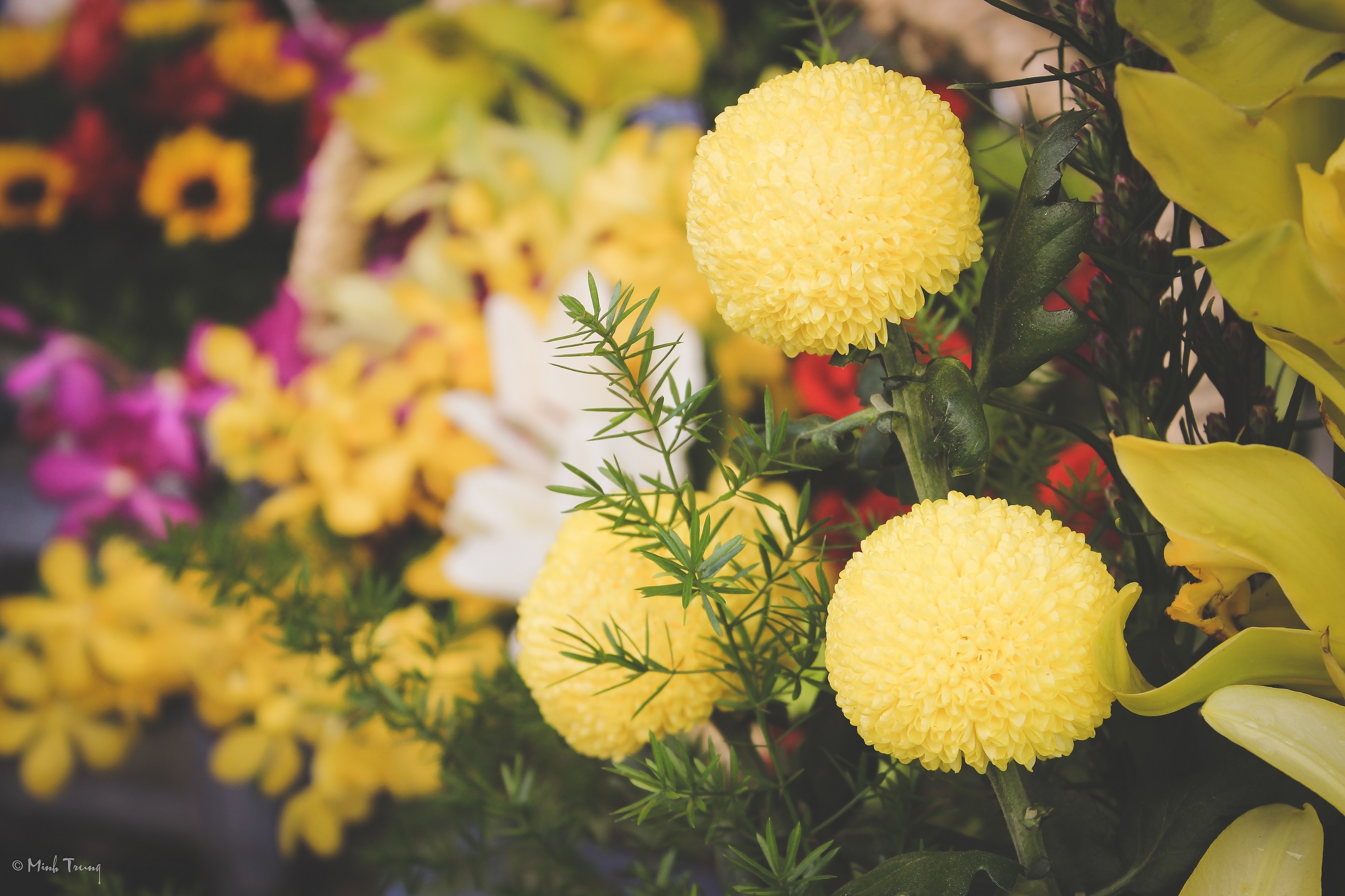 Sai Gon,  cho hoa,  Ho Thi Ky,  lon nhat anh 19