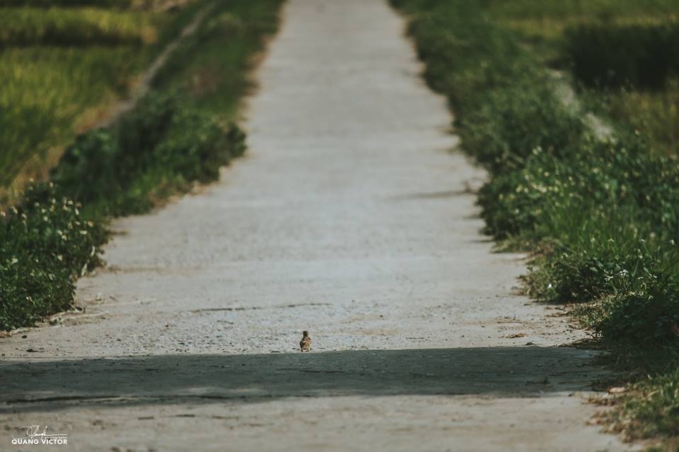 Phuot Ban Lac mua gat anh 10