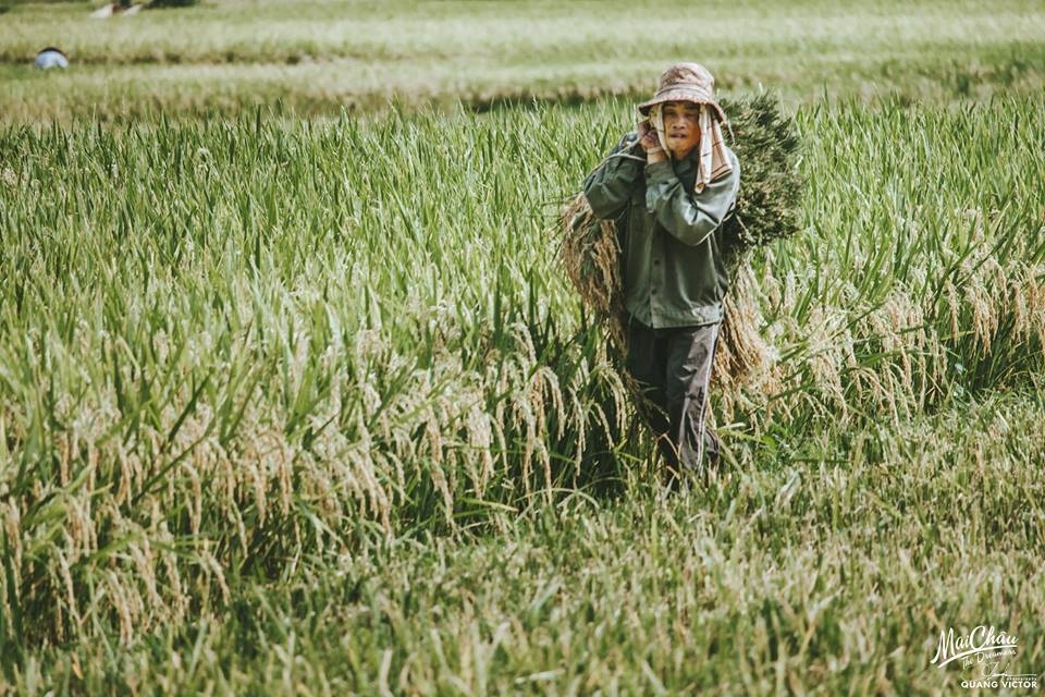 Phuot Ban Lac mua gat anh 12