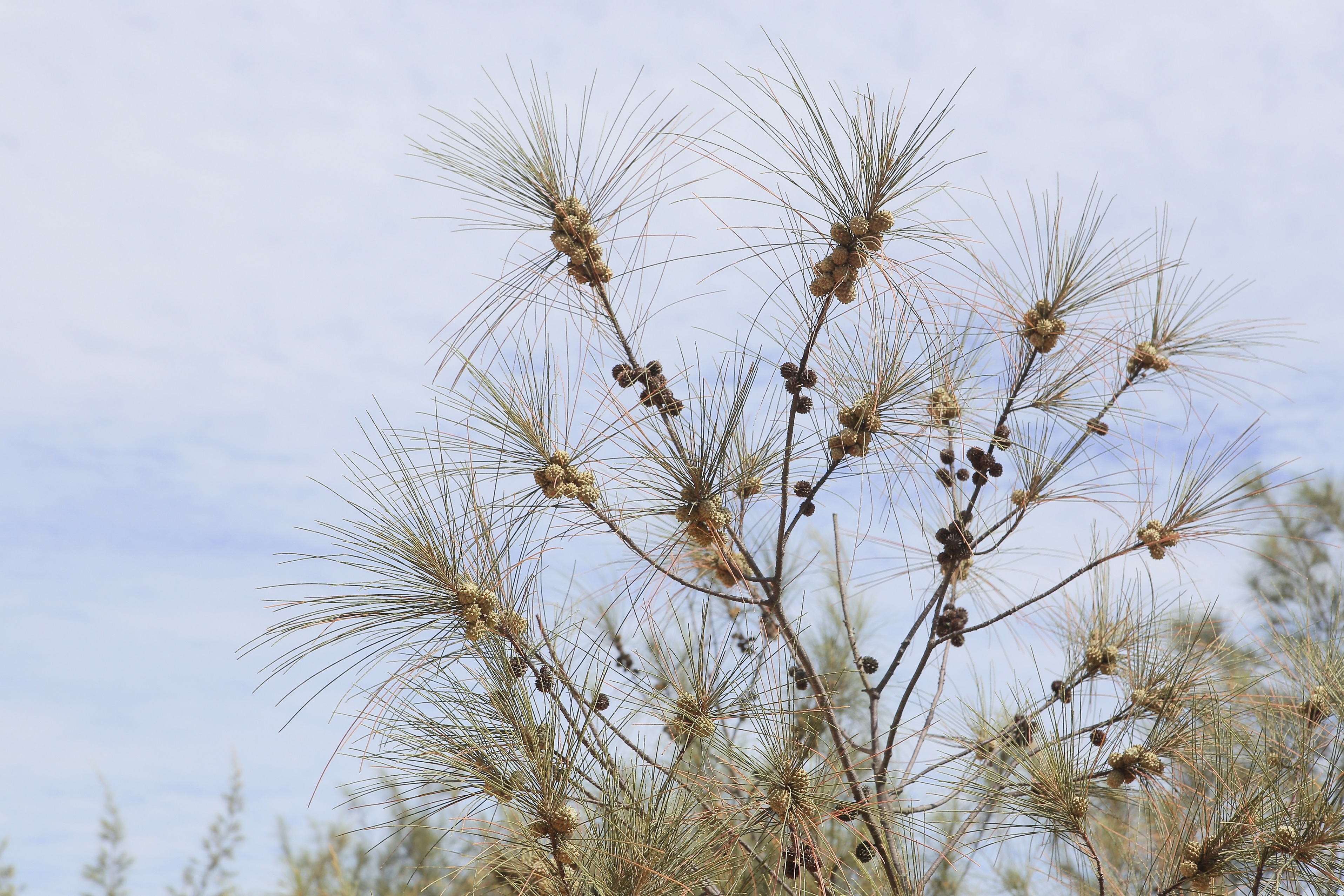 Doi cat Quang Phu anh 4