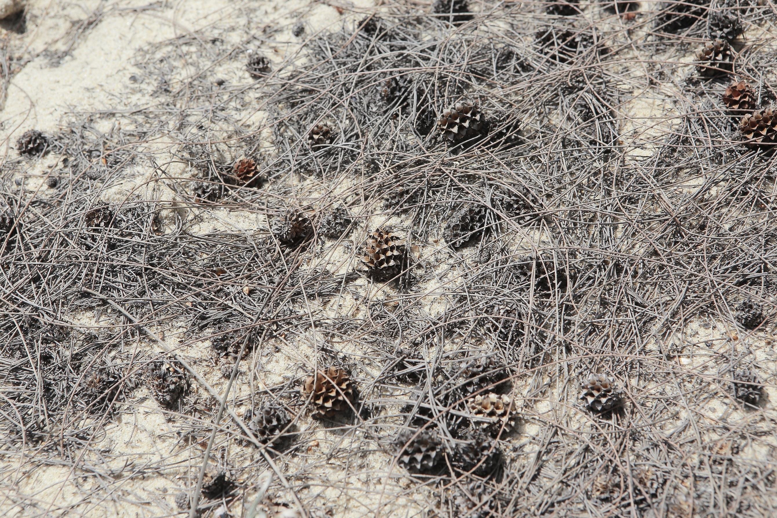 Doi cat Quang Phu anh 8