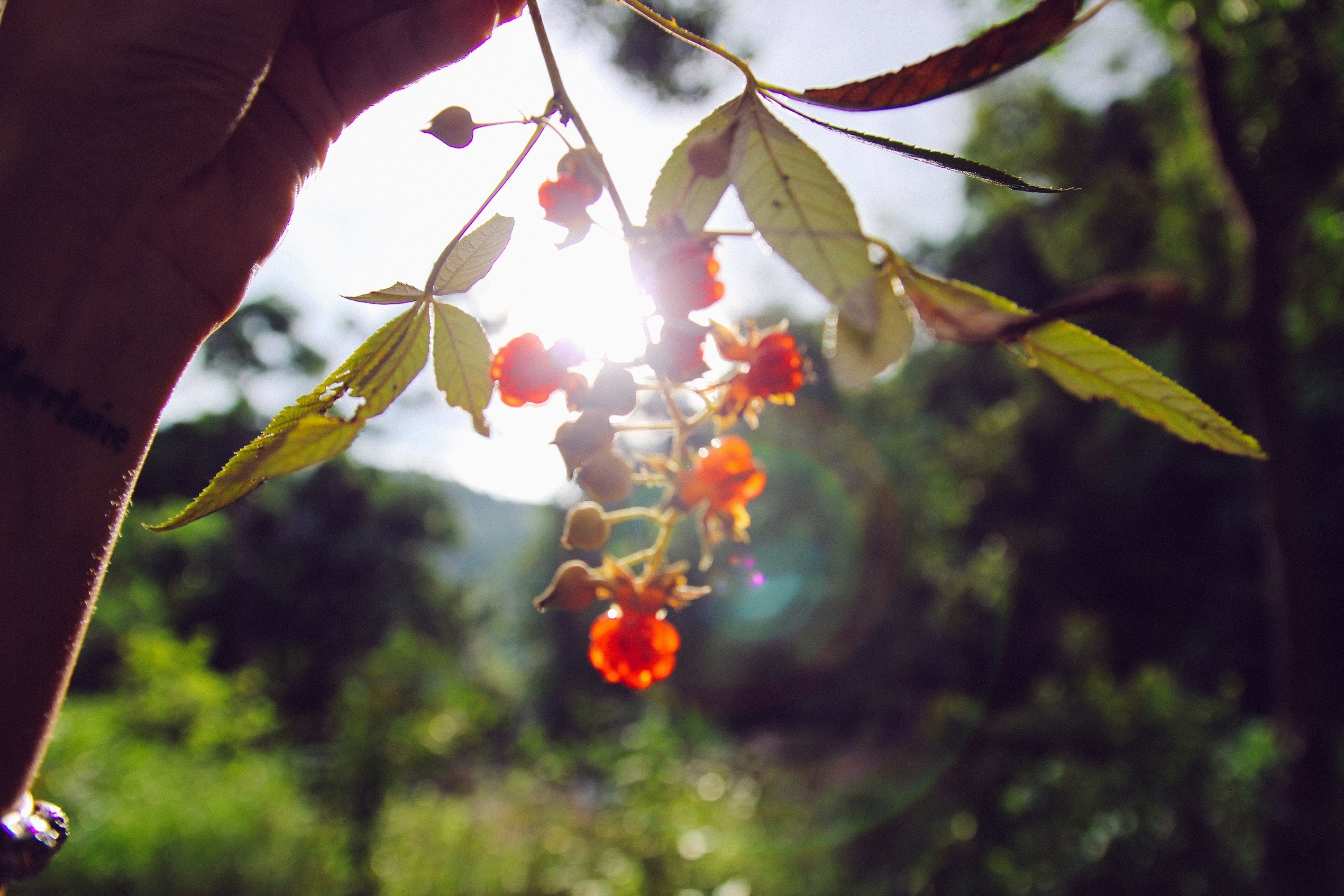 Thac Liliang bo hoang anh 5
