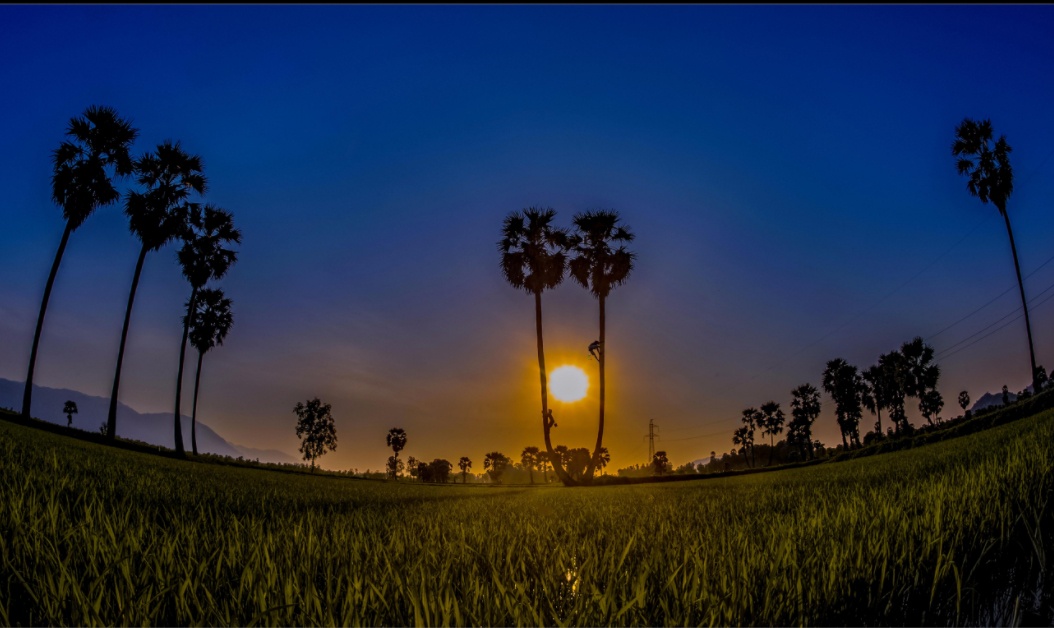 Dau an Viet Nam anh 6