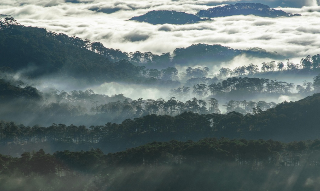 Dau an Viet Nam anh 3