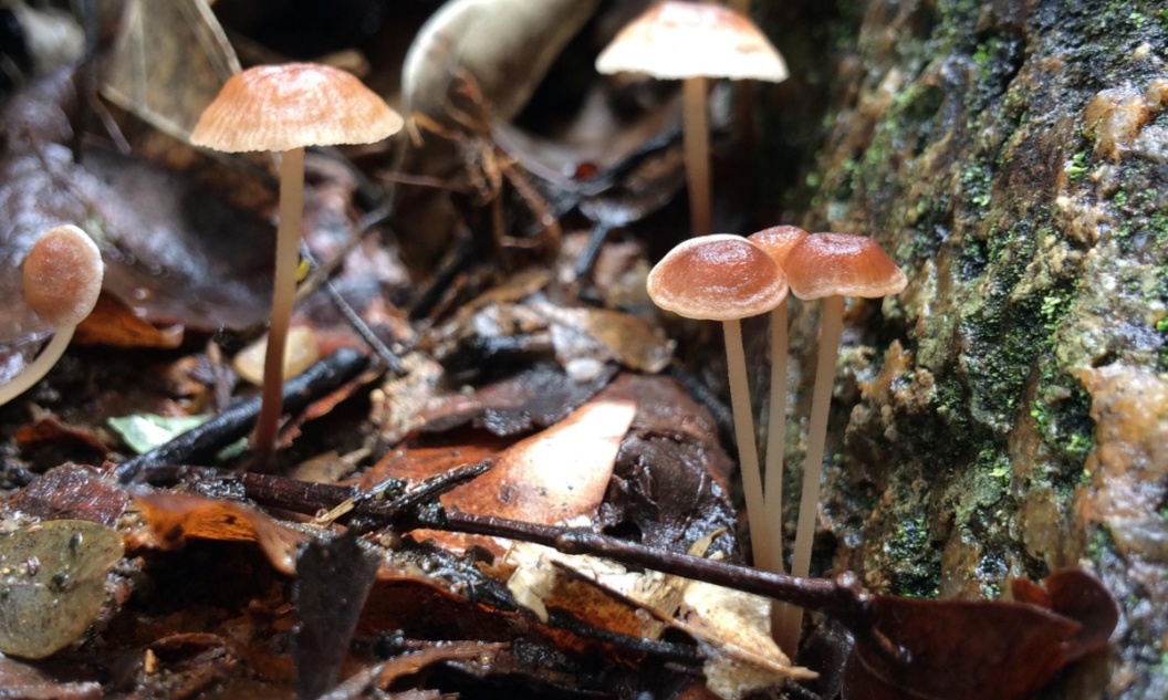 Dau an Viet Nam anh 9