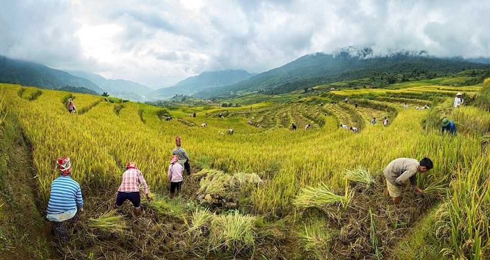 SaPa mùa lúa chín ảnh 6 SaPa mua lua chin anh 6